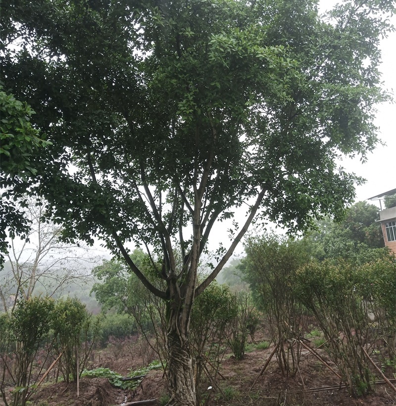 苗木銷(xiāo)售