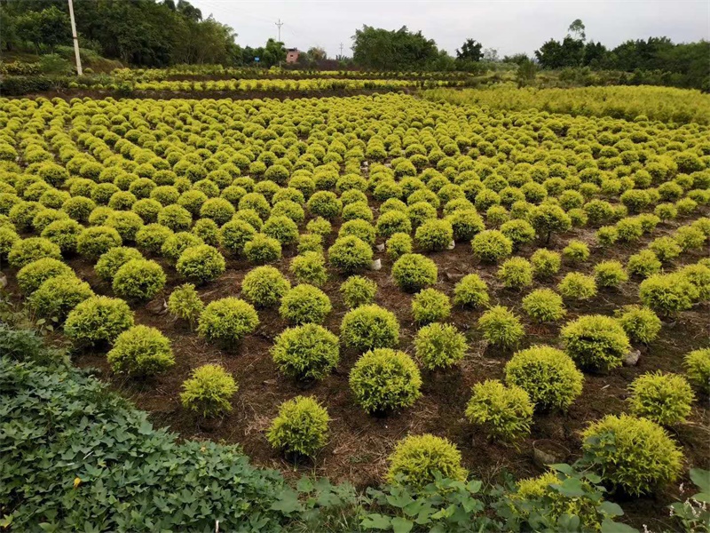 綠化苗木種植技術(shù)守則