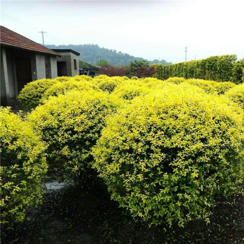 新購(gòu)苗木栽植中應(yīng)注意的問(wèn)題
