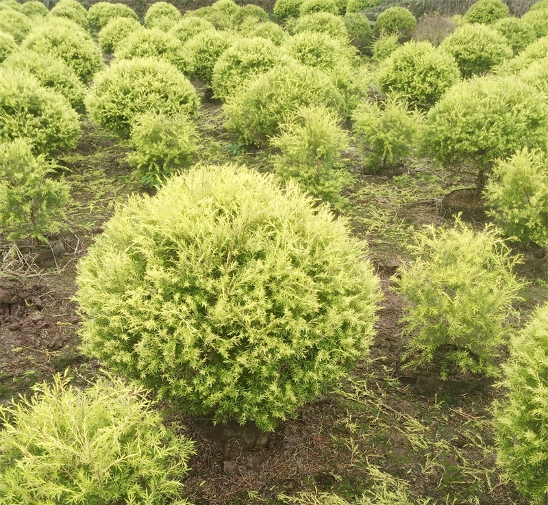 苗木銷(xiāo)售