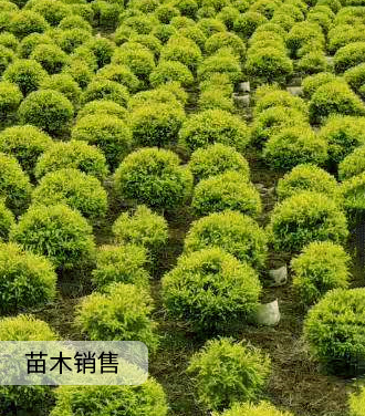 苗木銷(xiāo)售