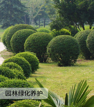 園林綠化養(yǎng)護(hù)